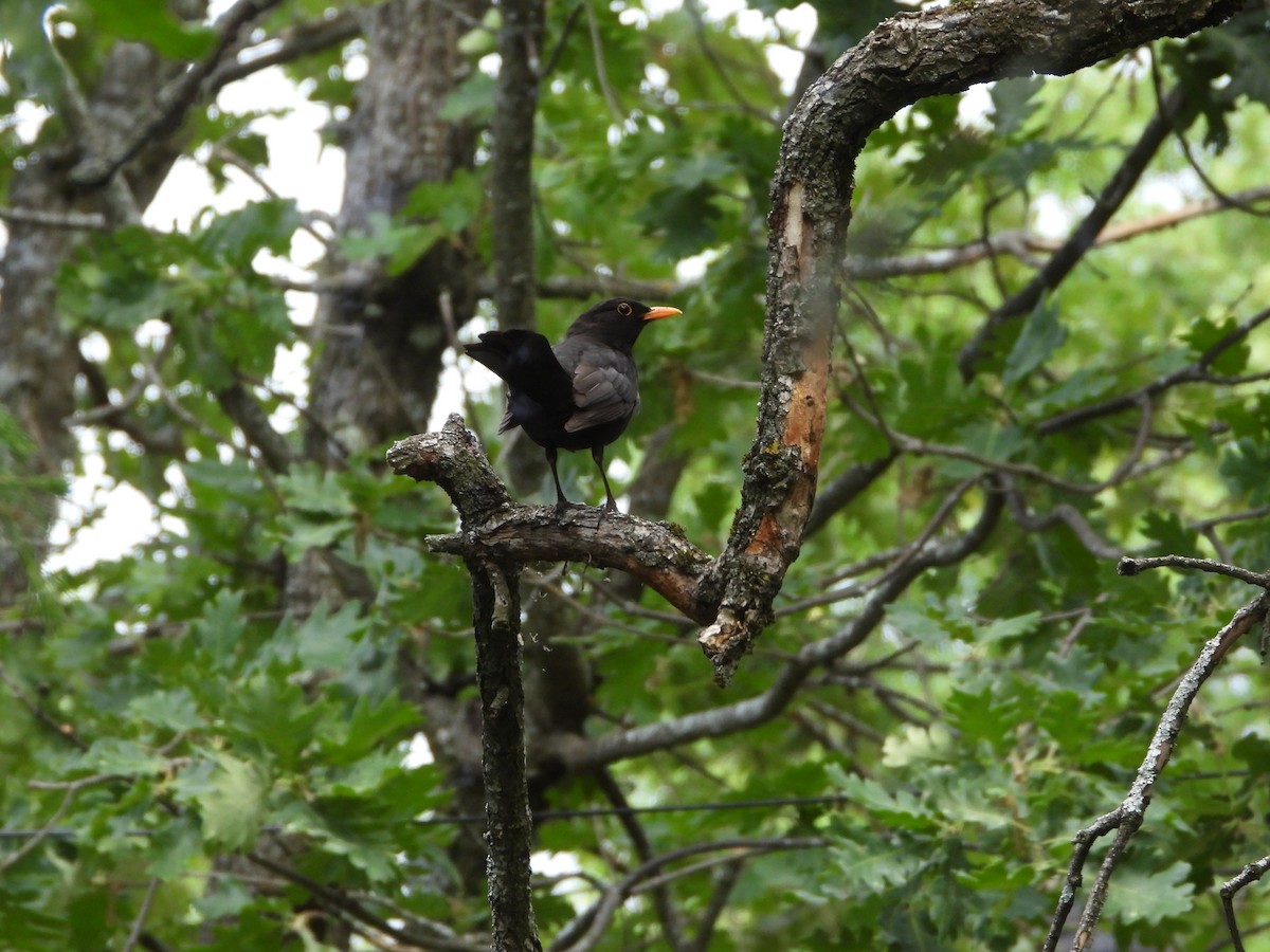 Eurasian Blackbird - ML619432428