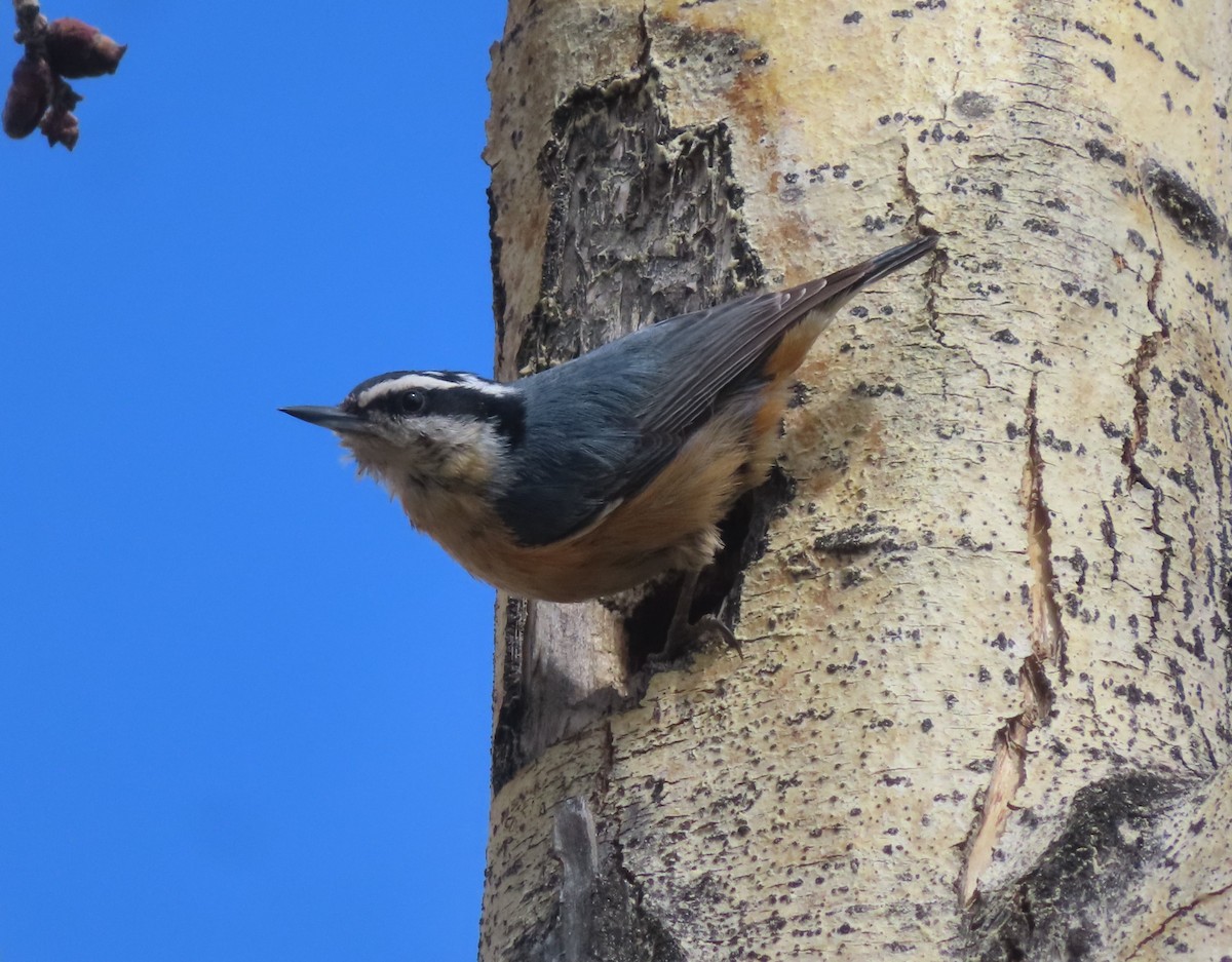 Red-breasted Nuthatch - ML619432430