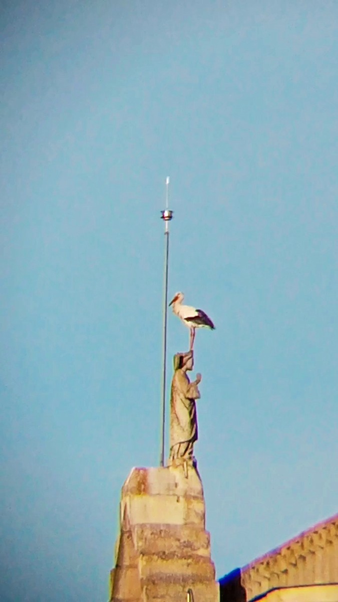 White Stork - ML619432593