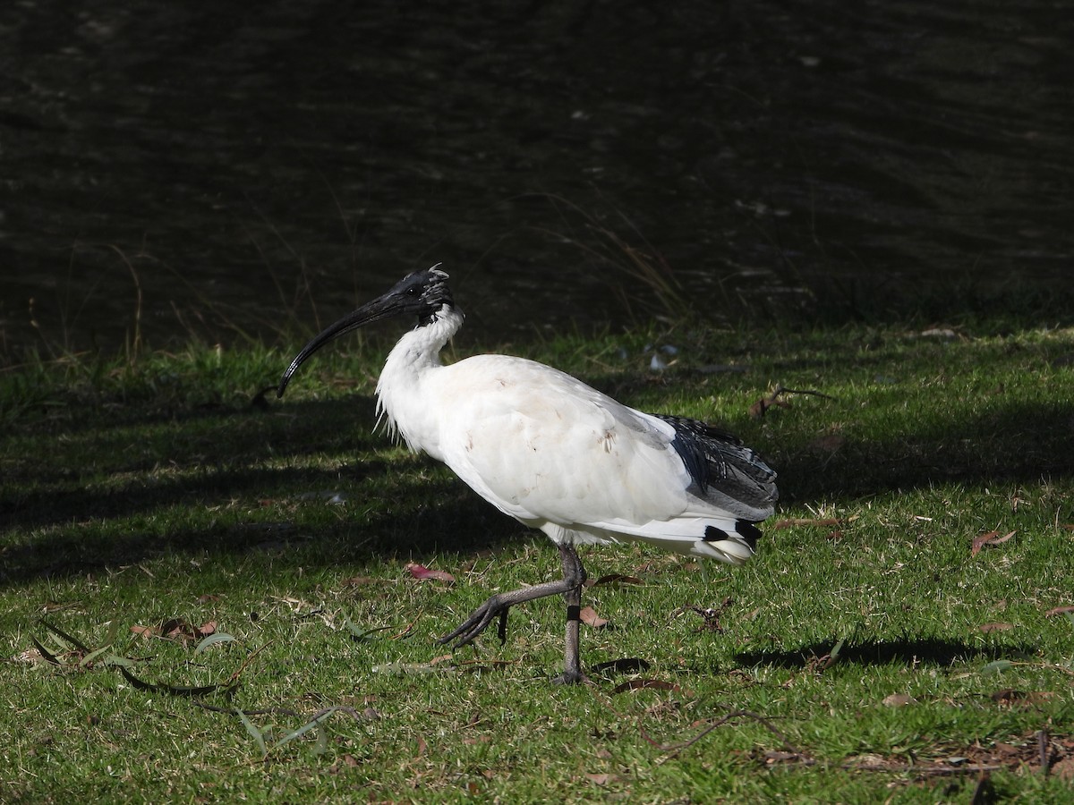 ibis australský - ML619432601