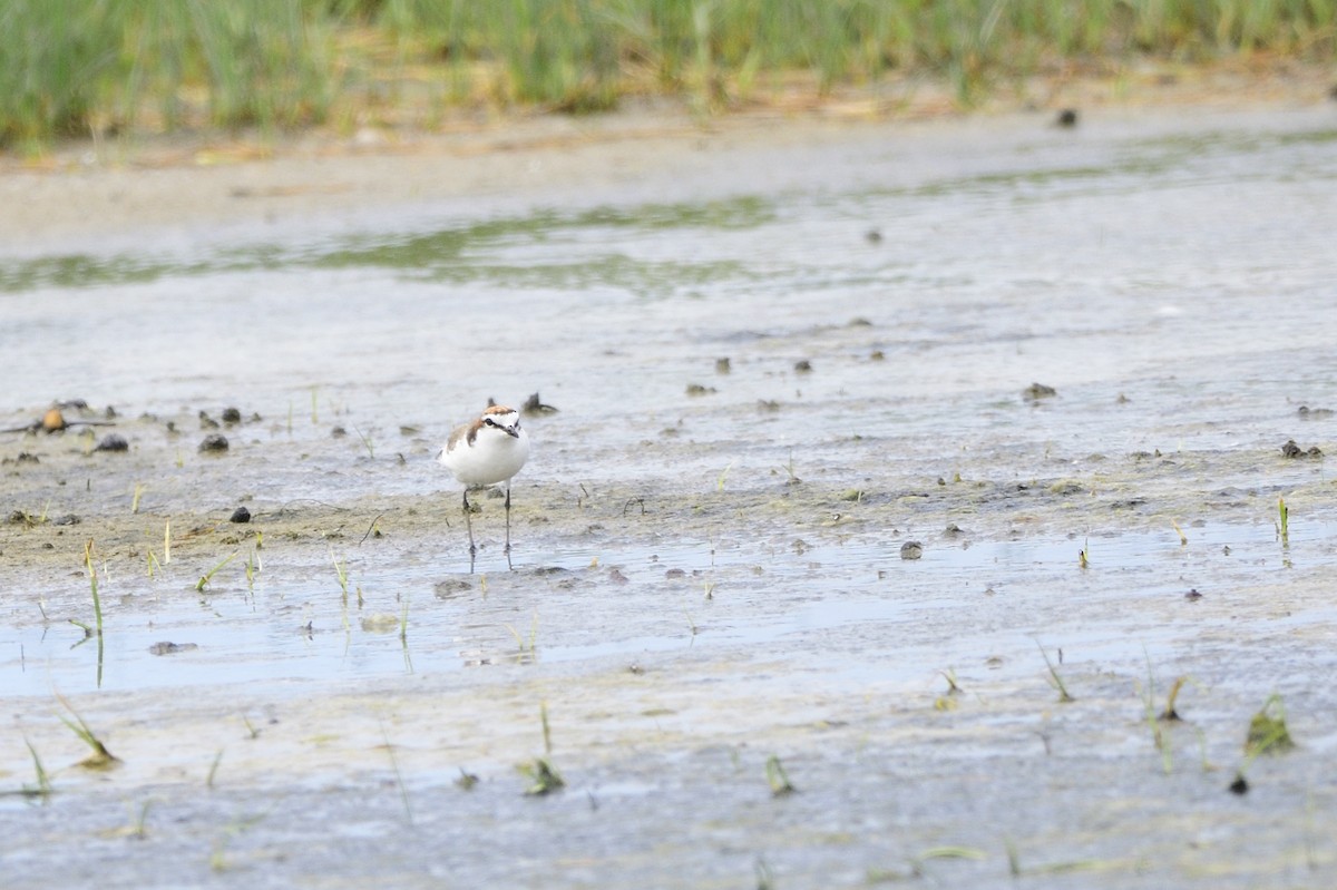 Red-capped Plover - ML619432613