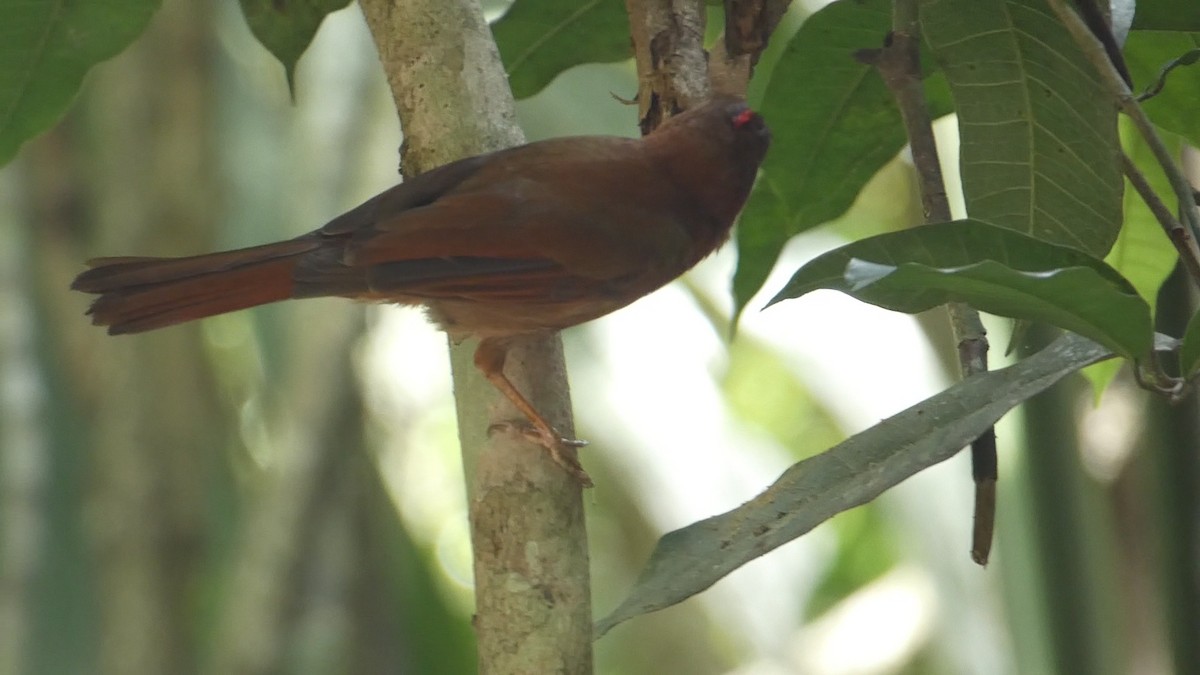Red-crowned Ant-Tanager - ML619432653
