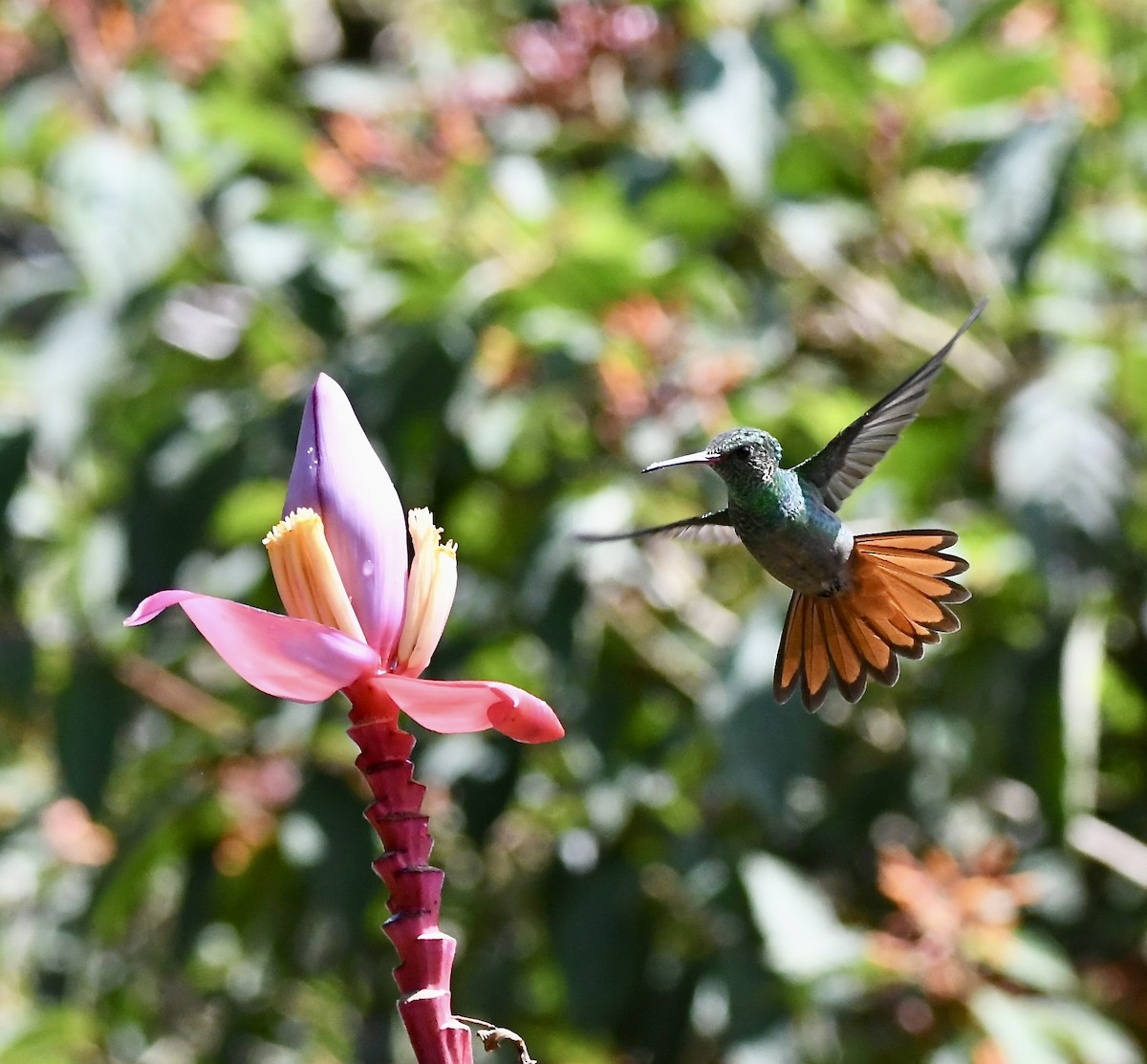 Rufous-tailed Hummingbird - ML619432722