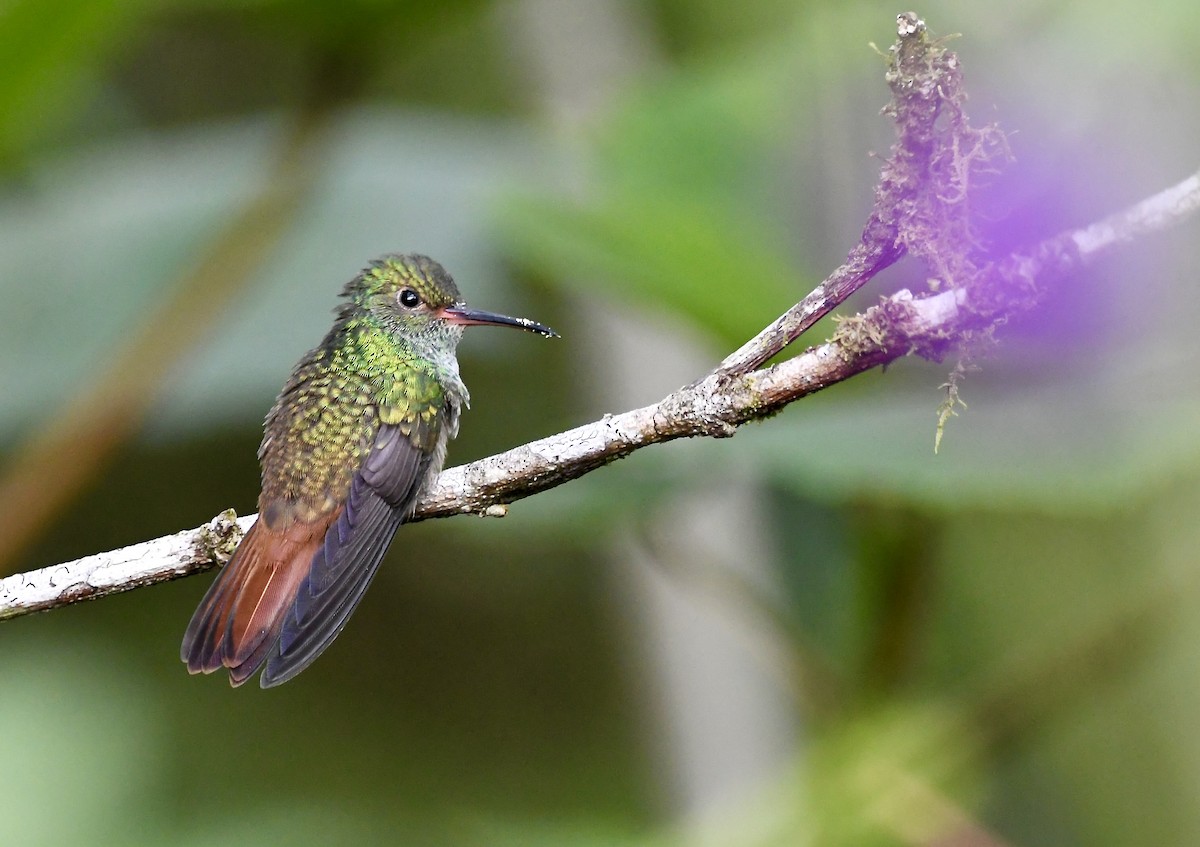 Rufous-tailed Hummingbird - ML619432729