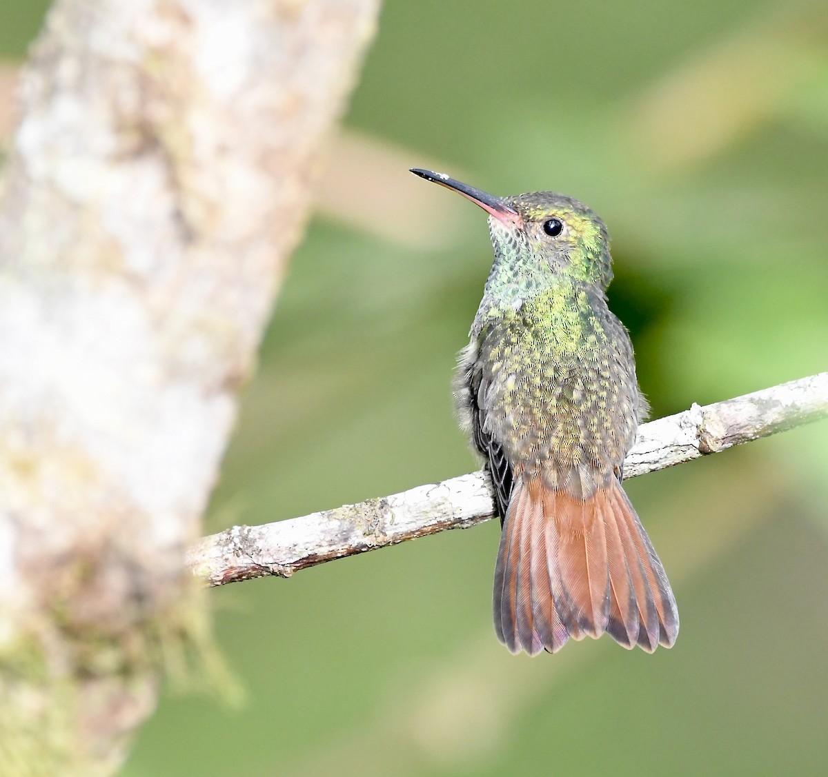 Rufous-tailed Hummingbird - ML619432730