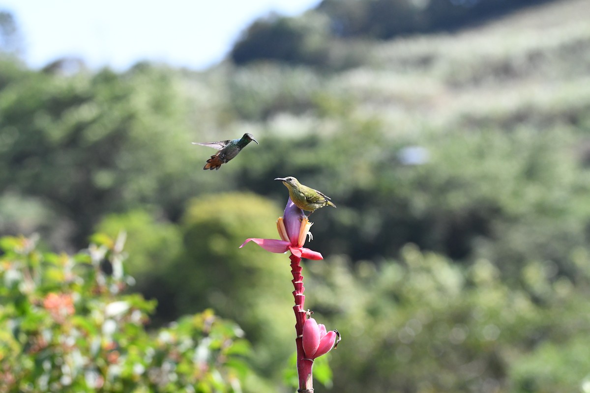 Rufous-tailed Hummingbird - ML619432734