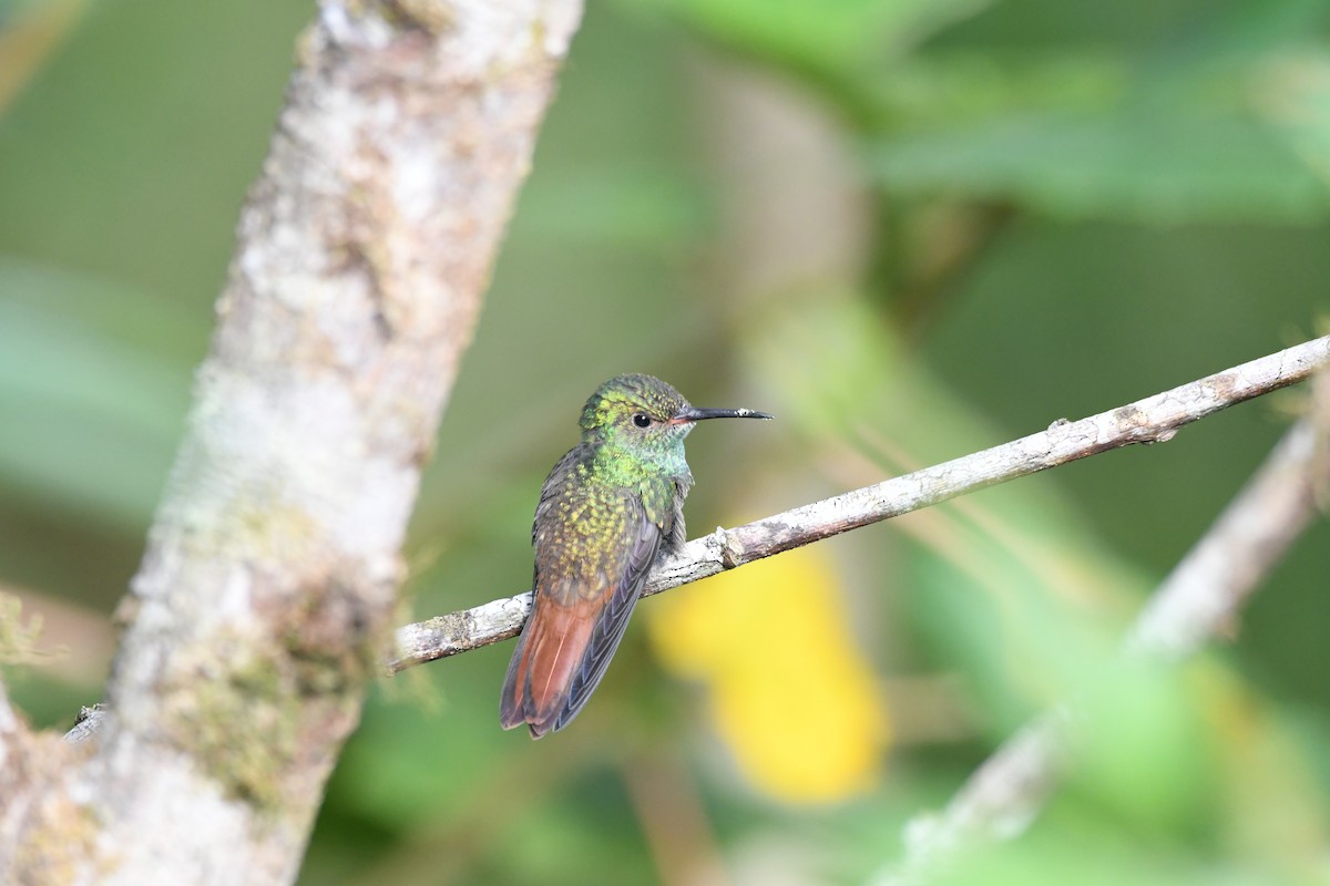 Rufous-tailed Hummingbird - ML619432735