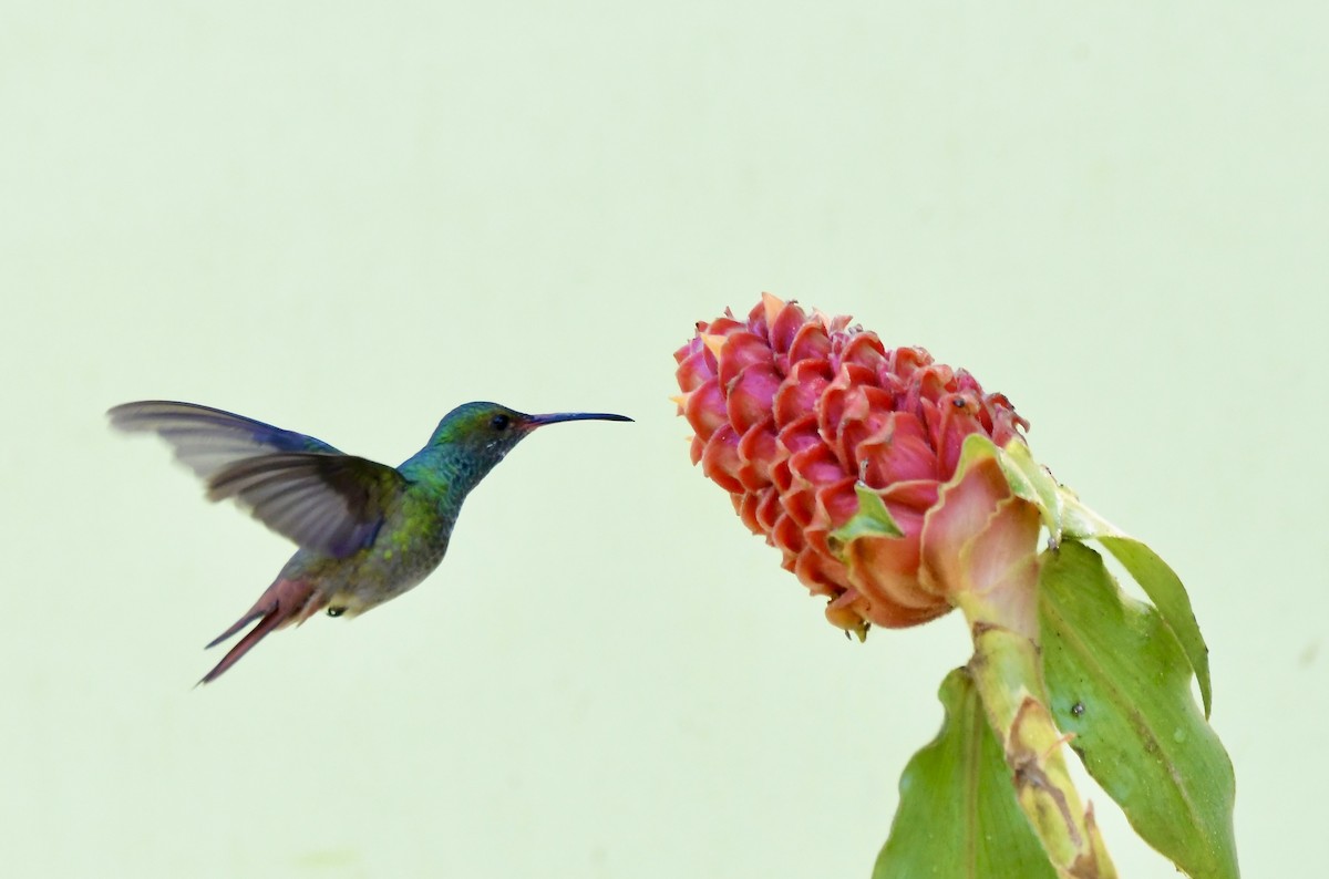 Rufous-tailed Hummingbird - ML619432769
