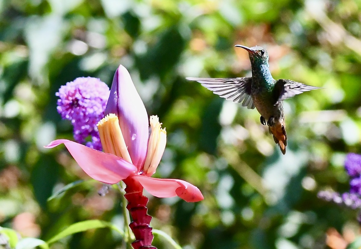 Rufous-tailed Hummingbird - ML619432770
