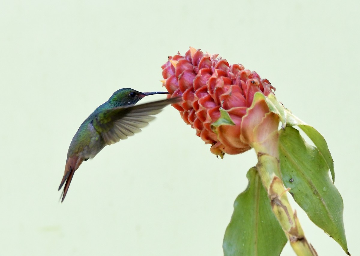 Rufous-tailed Hummingbird - ML619432773