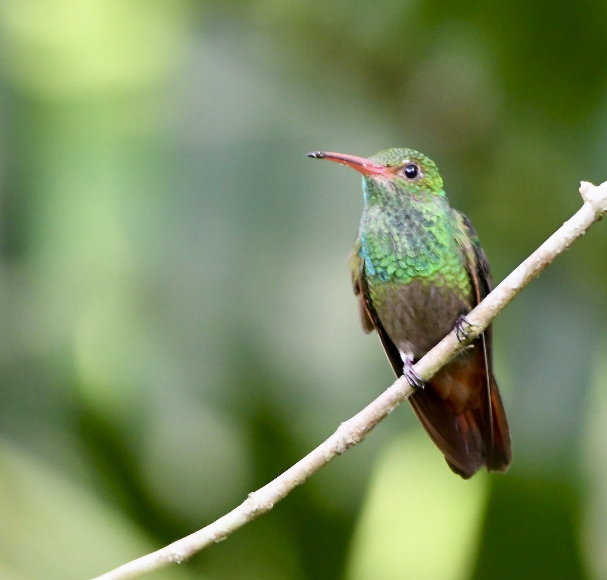 Rufous-tailed Hummingbird - ML619432778
