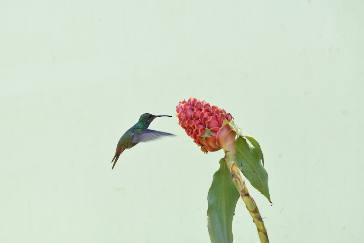 Rufous-tailed Hummingbird - ML619432782
