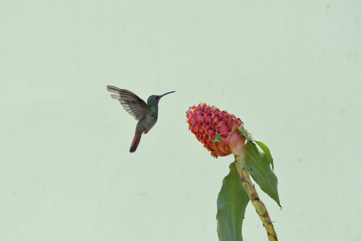 Rufous-tailed Hummingbird - ML619432783