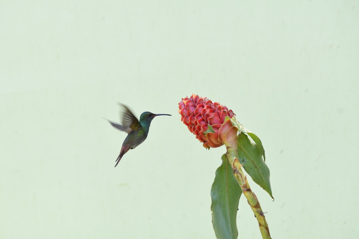 Rufous-tailed Hummingbird - ML619432785