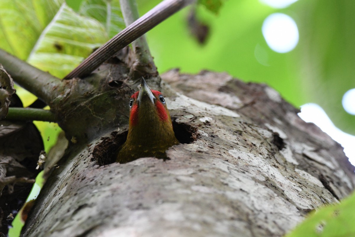 Rufous-winged Woodpecker - ML619432809