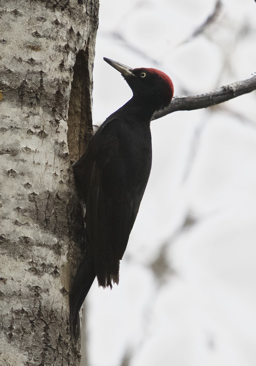 Black Woodpecker - ML619432845