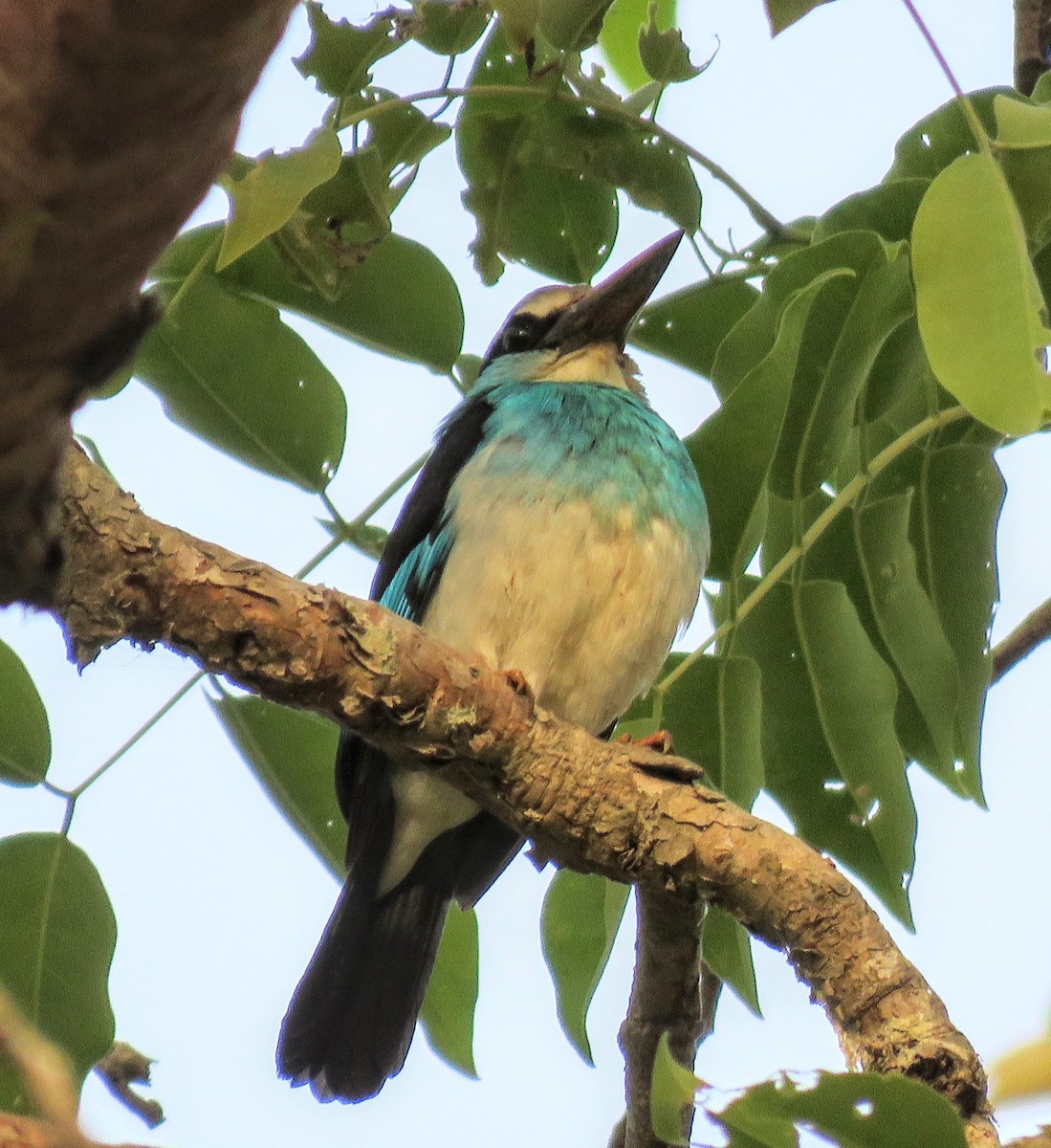 Blue-breasted Kingfisher - ML619432856