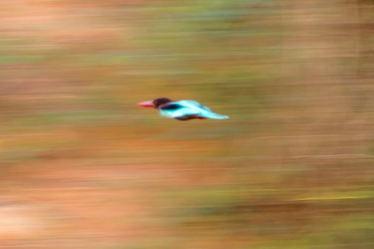 White-throated Kingfisher - ML619432865