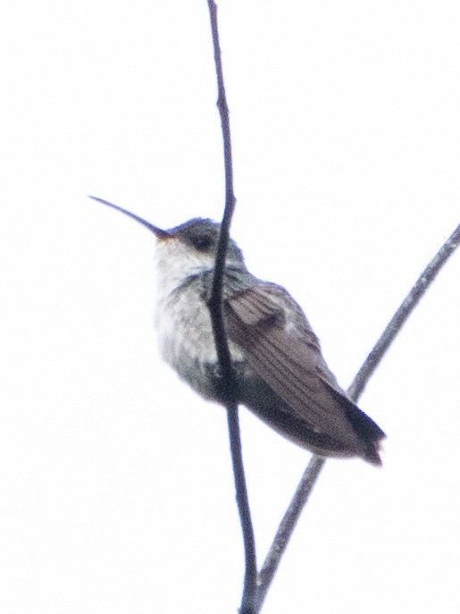 White-bellied Hummingbird - ML619432890