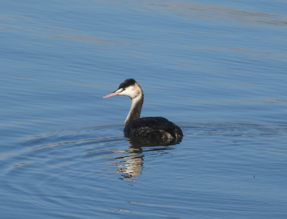 Great Crested Grebe - ML619432907