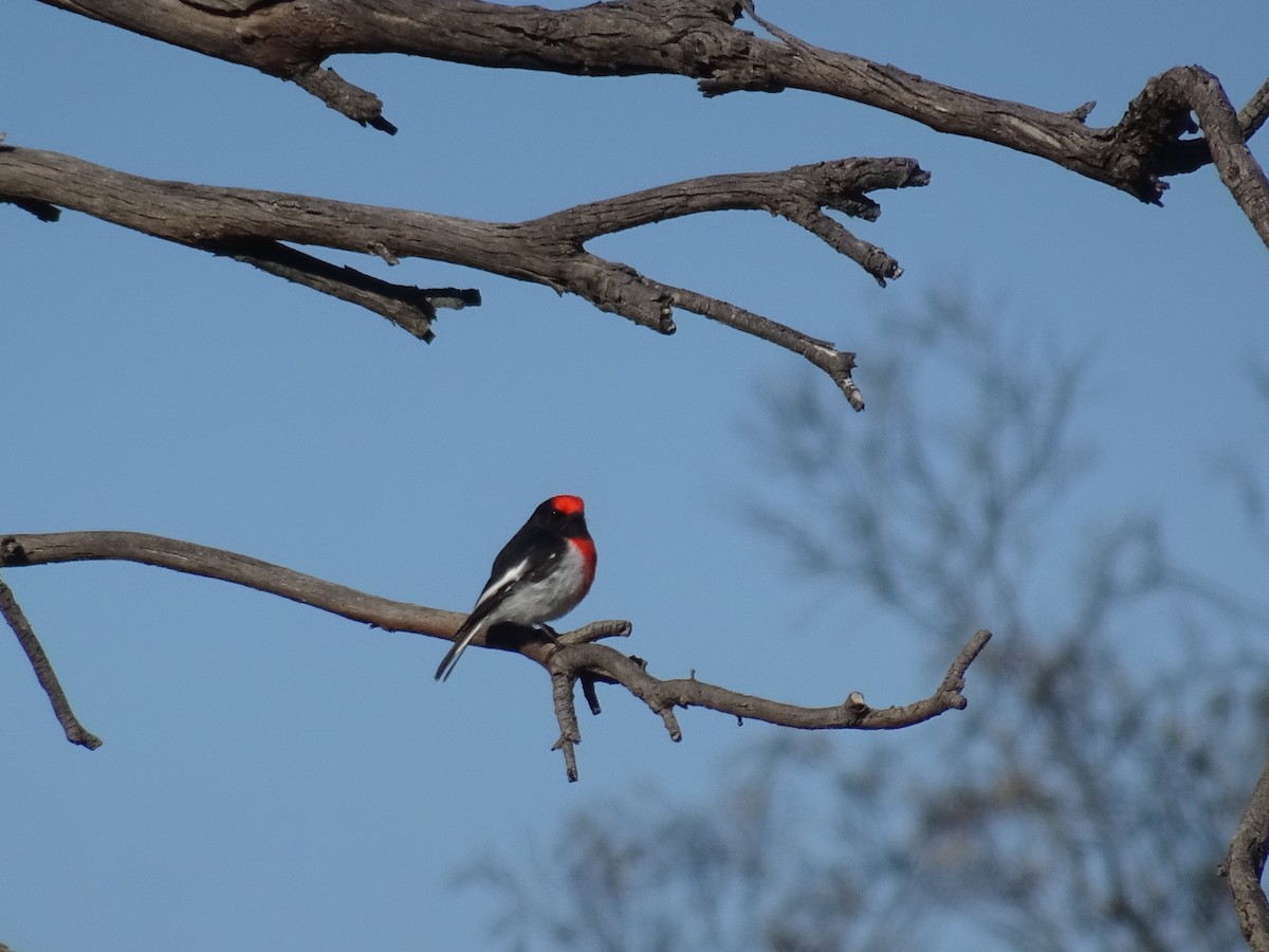 Red-capped Robin - ML619432916