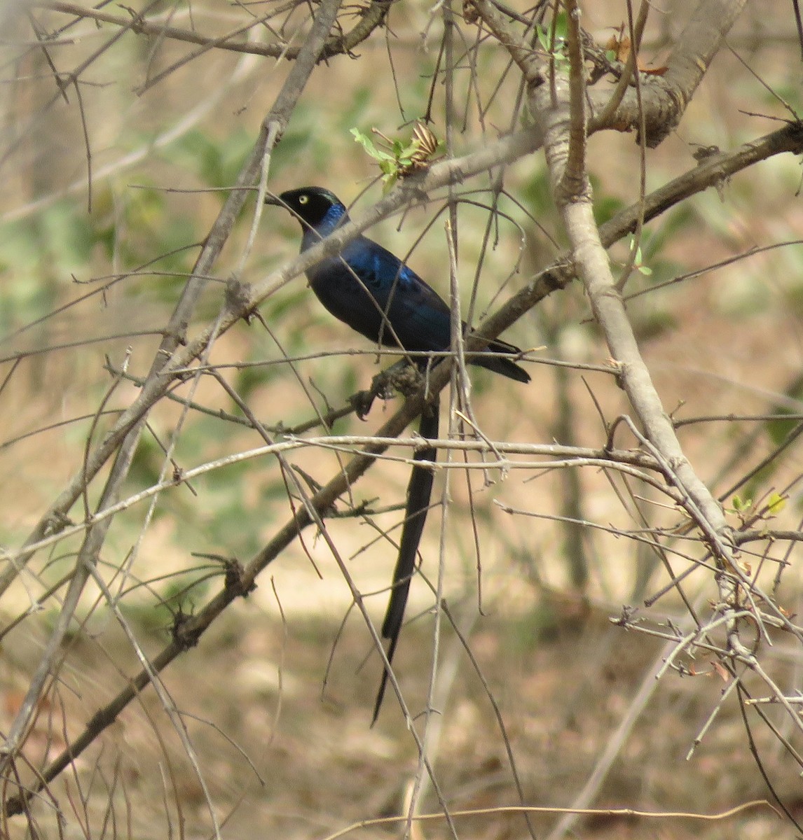 Long-tailed Glossy Starling - ML619432921