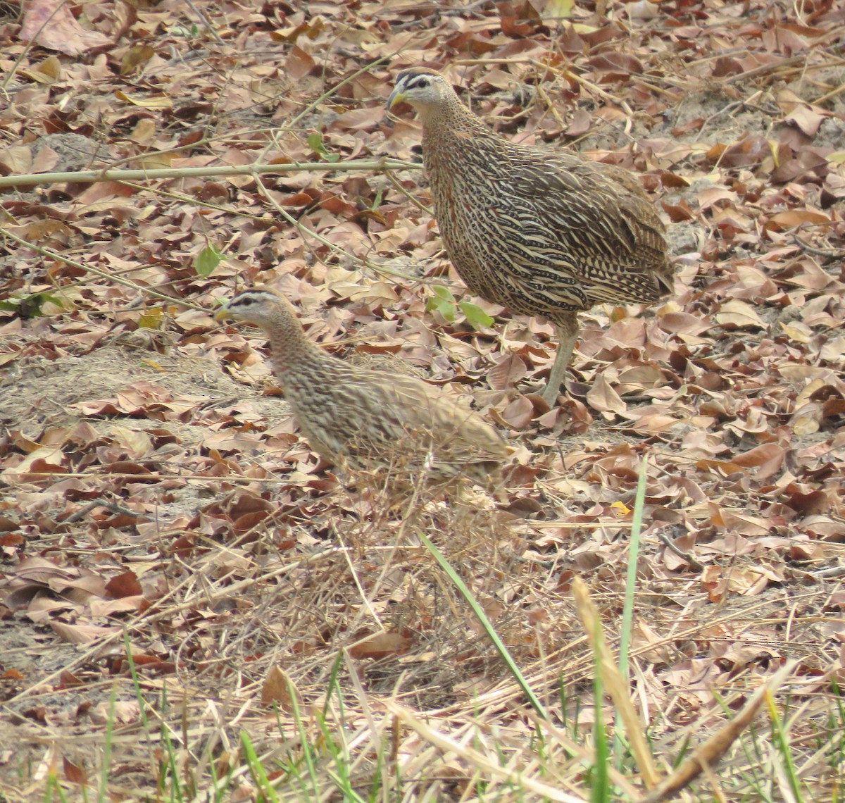 Double-spurred Spurfowl - ML619432924