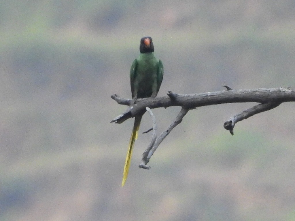 Himalaya Yeşil Papağanı - ML619432931