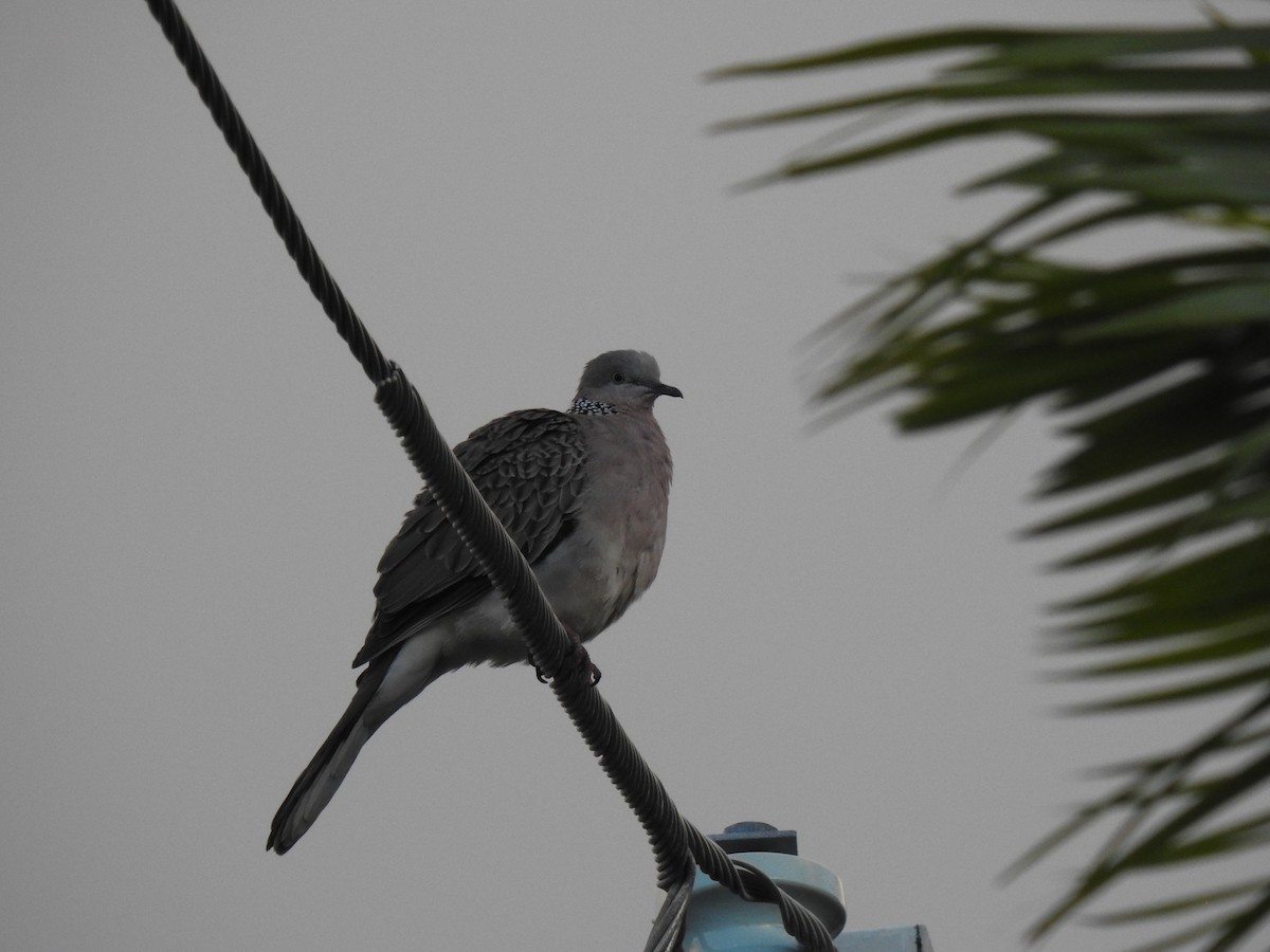 Spotted Dove - ML619432937