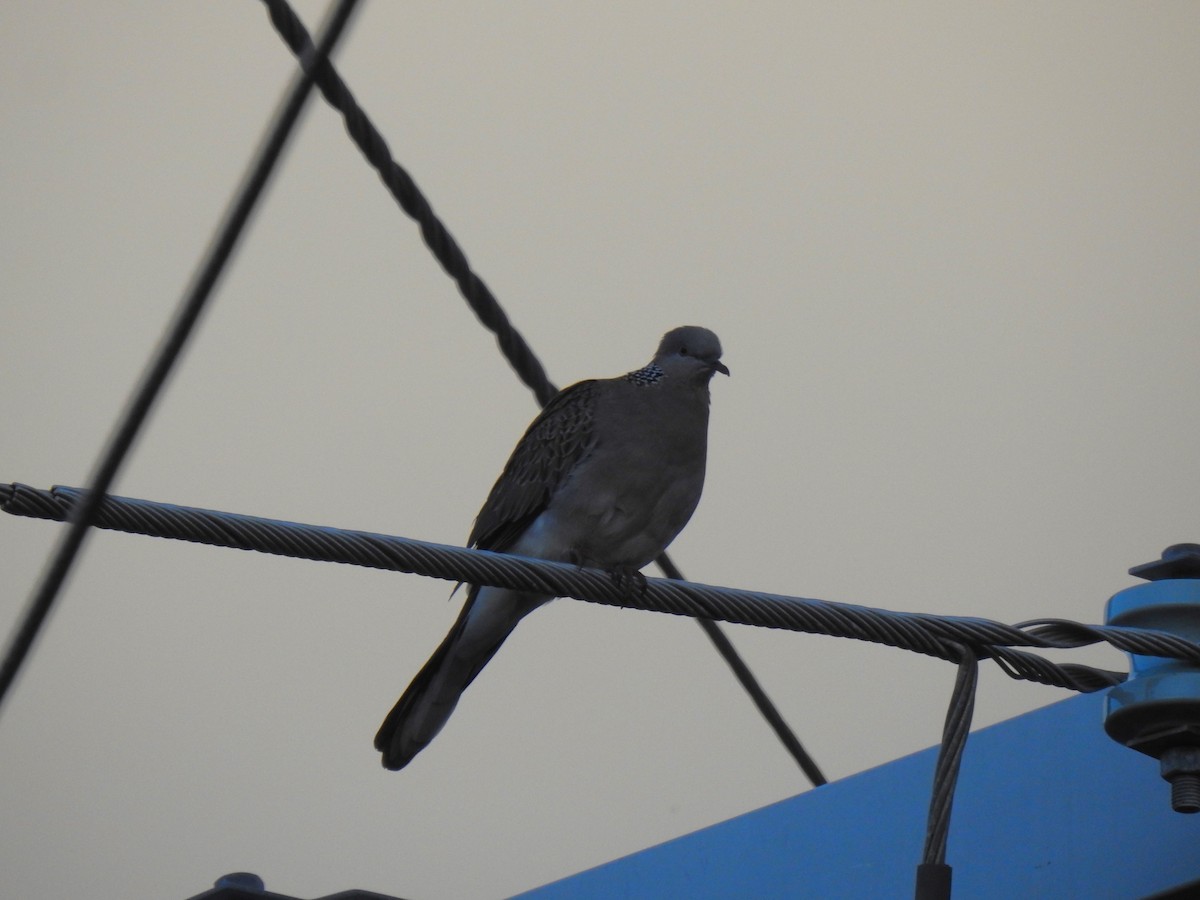 Spotted Dove - ML619432938