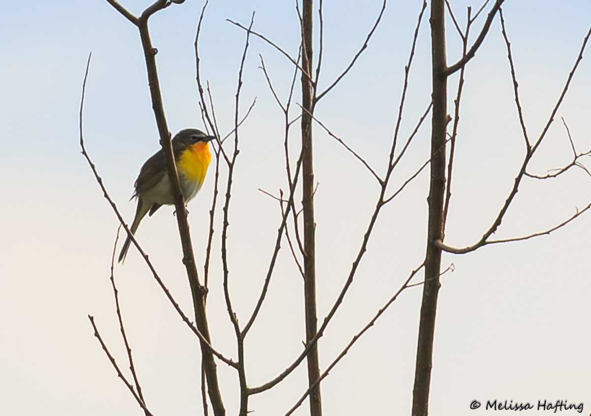 Yellow-breasted Chat - ML619433010