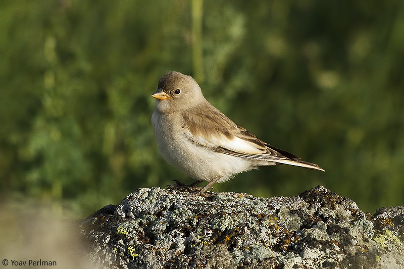 White-winged Snowfinch - ML619433014