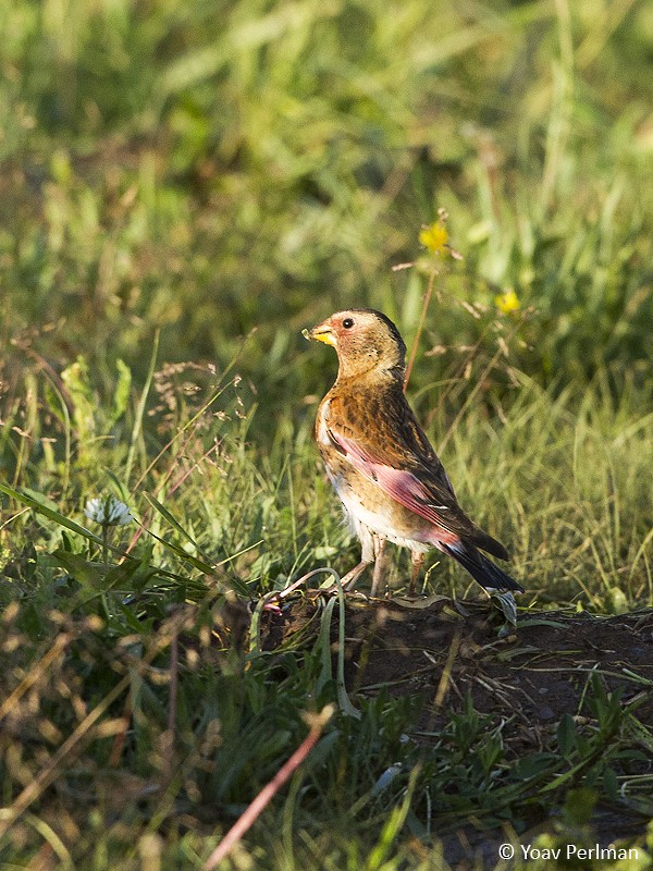 Crimson-winged Finch (Eurasian) - ML619433016