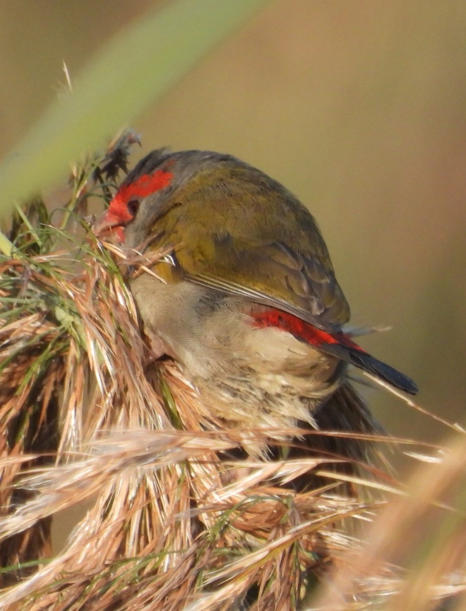 Red-browed Firetail - ML619433027