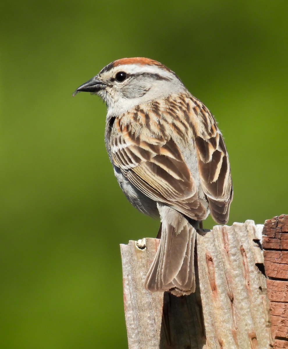 Chipping Sparrow - ML619433071