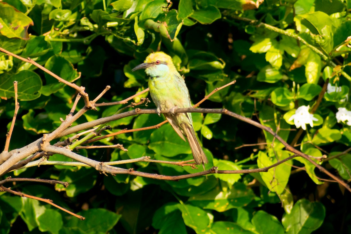 Asian Green Bee-eater - ML619433077