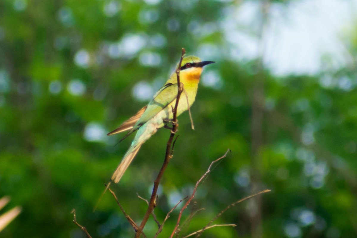 Blue-tailed Bee-eater - ML619433080