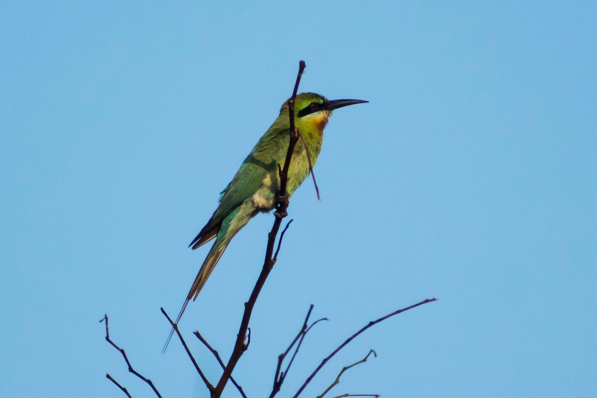 Blue-tailed Bee-eater - ML619433081