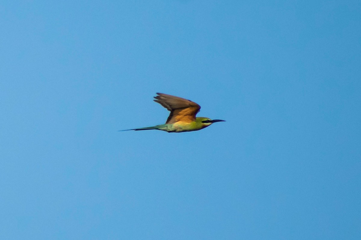 Blue-tailed Bee-eater - ML619433082
