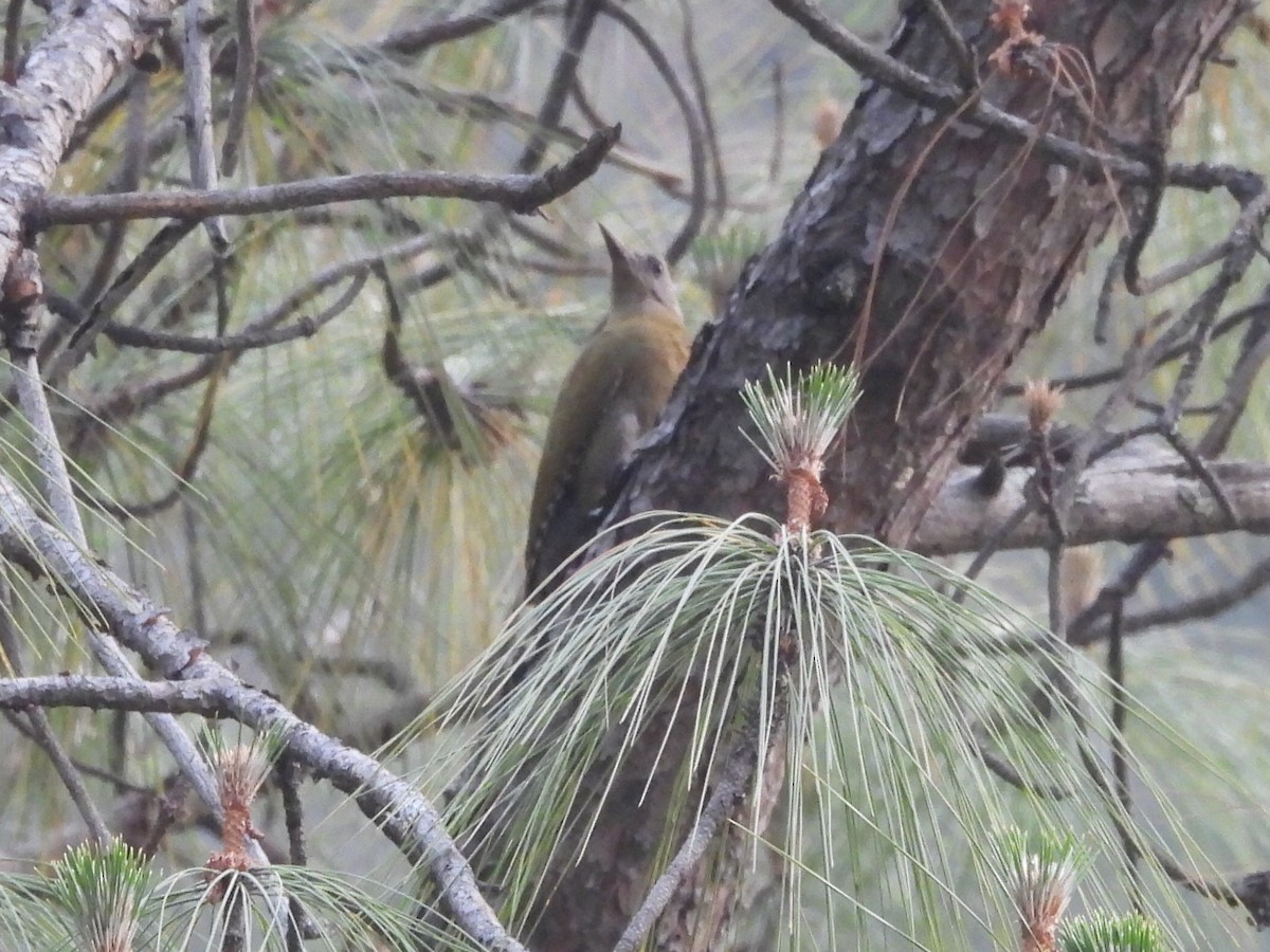 Gray-headed Woodpecker - ML619433094