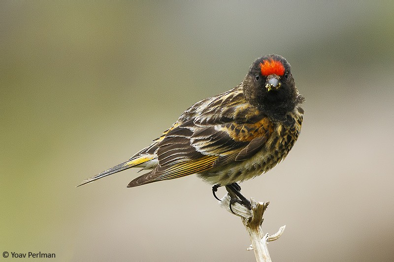 Fire-fronted Serin - ML619433164