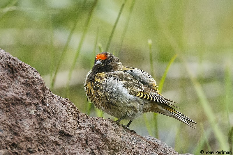 Fire-fronted Serin - ML619433166