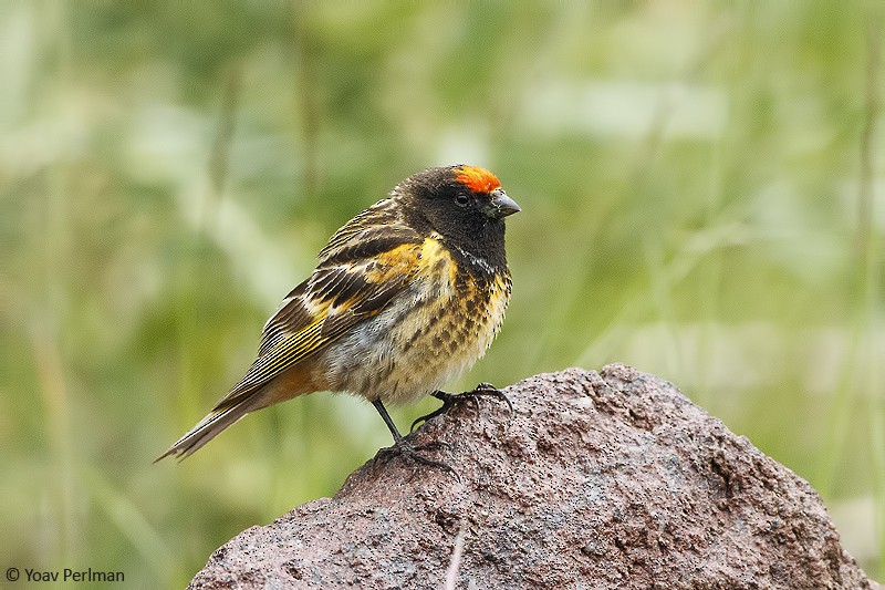 Fire-fronted Serin - ML619433169