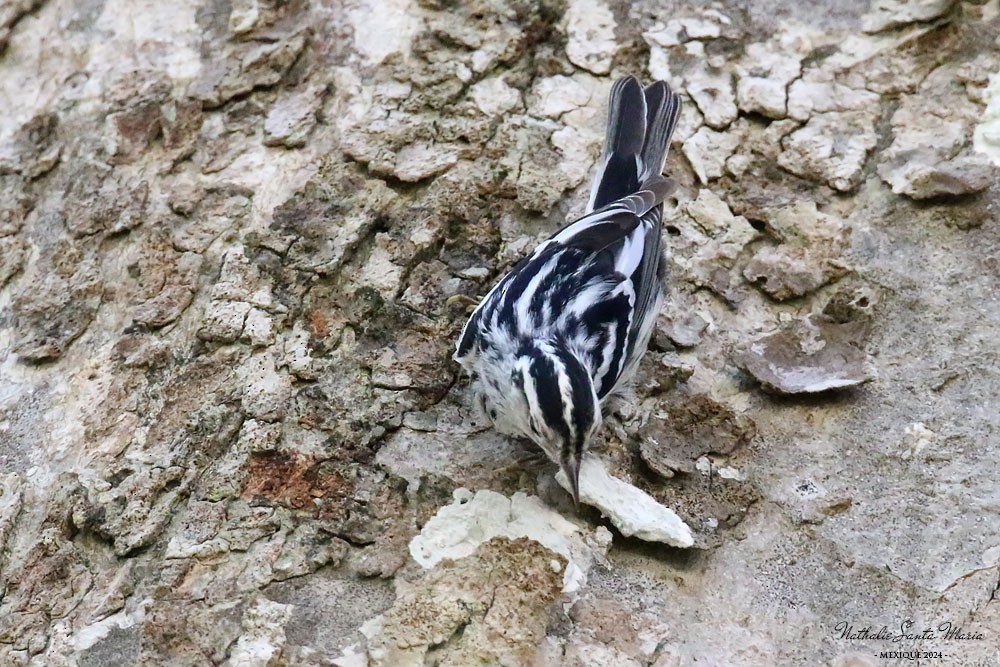 Black-and-white Warbler - ML619433194