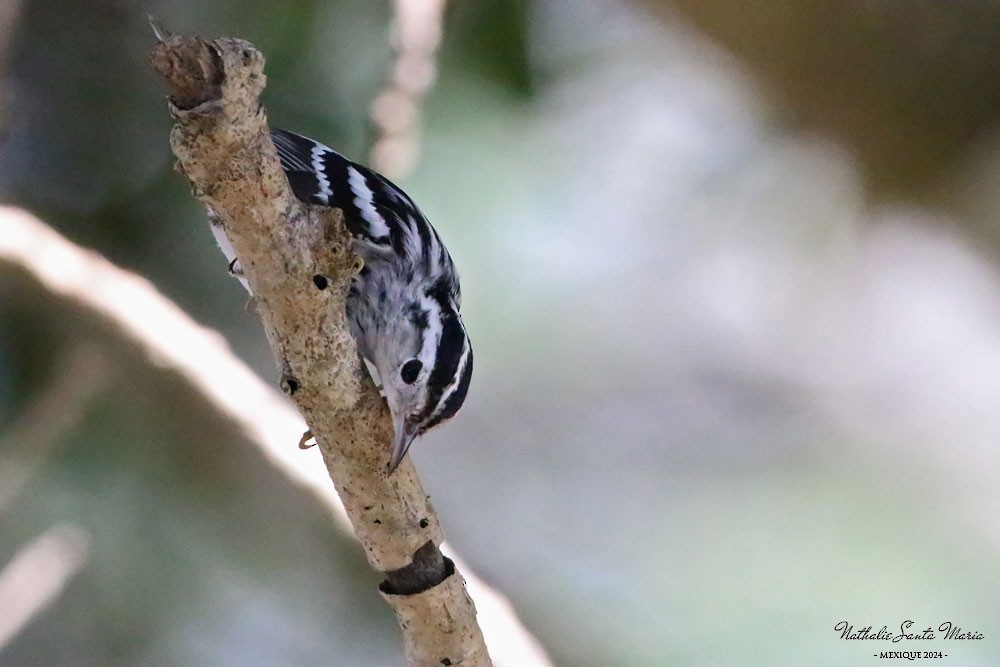 Black-and-white Warbler - ML619433196