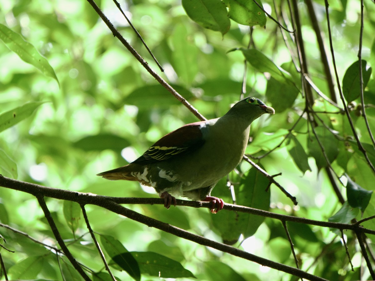 Thick-billed Green-Pigeon - ML619433300