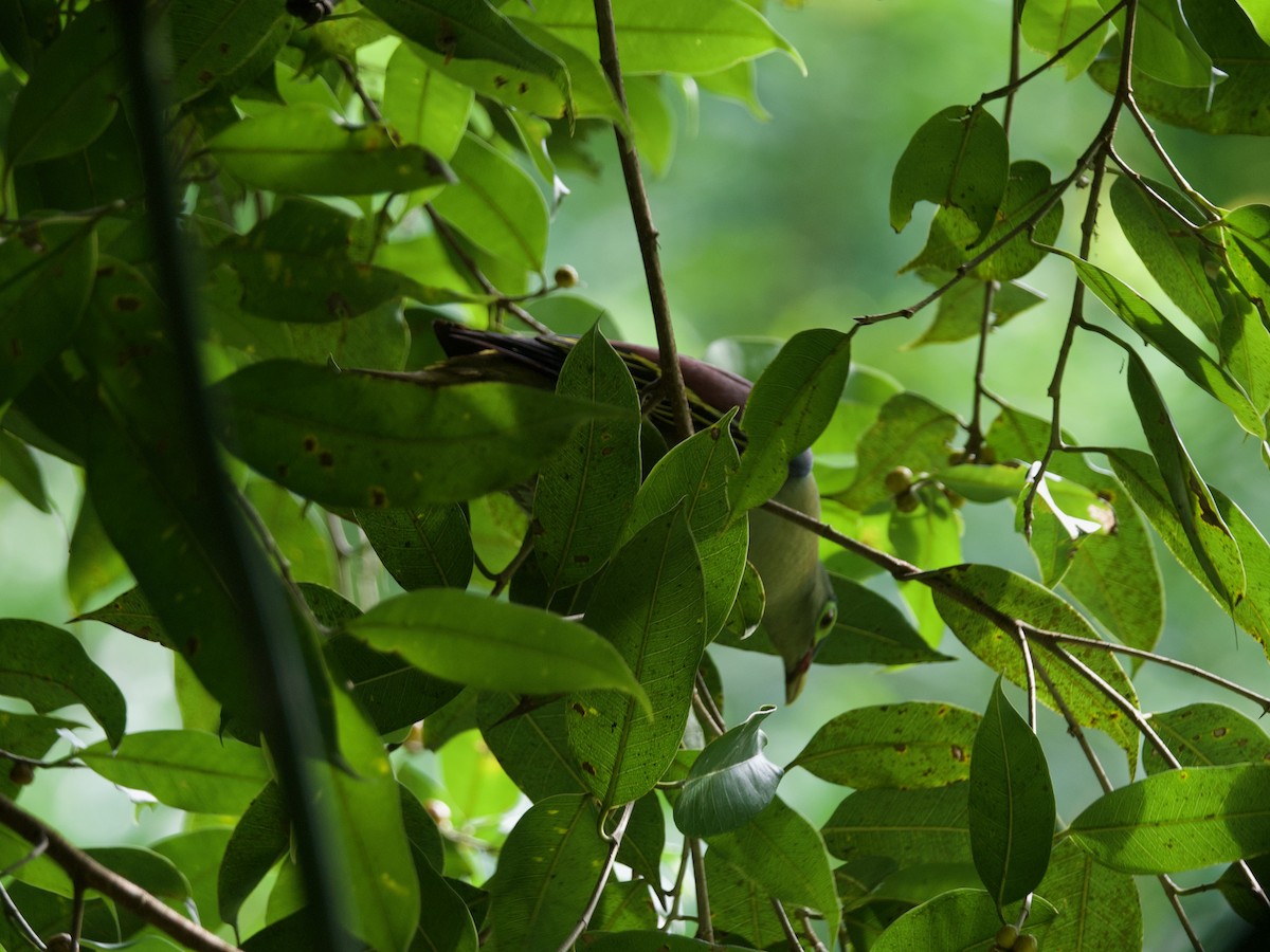 holub indomalajský - ML619433301