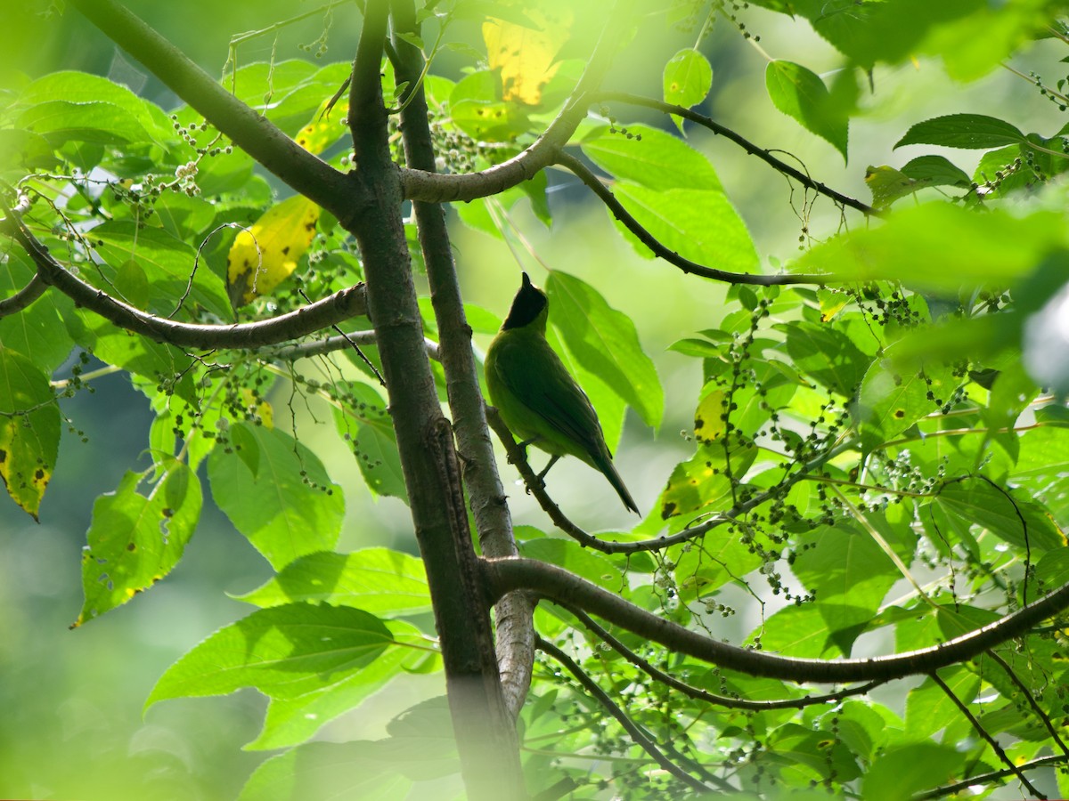 Greater Green Leafbird - ML619433309