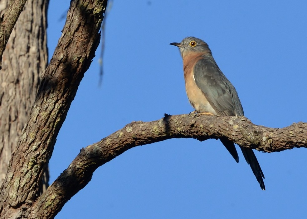 Fan-tailed Cuckoo - ML619433377