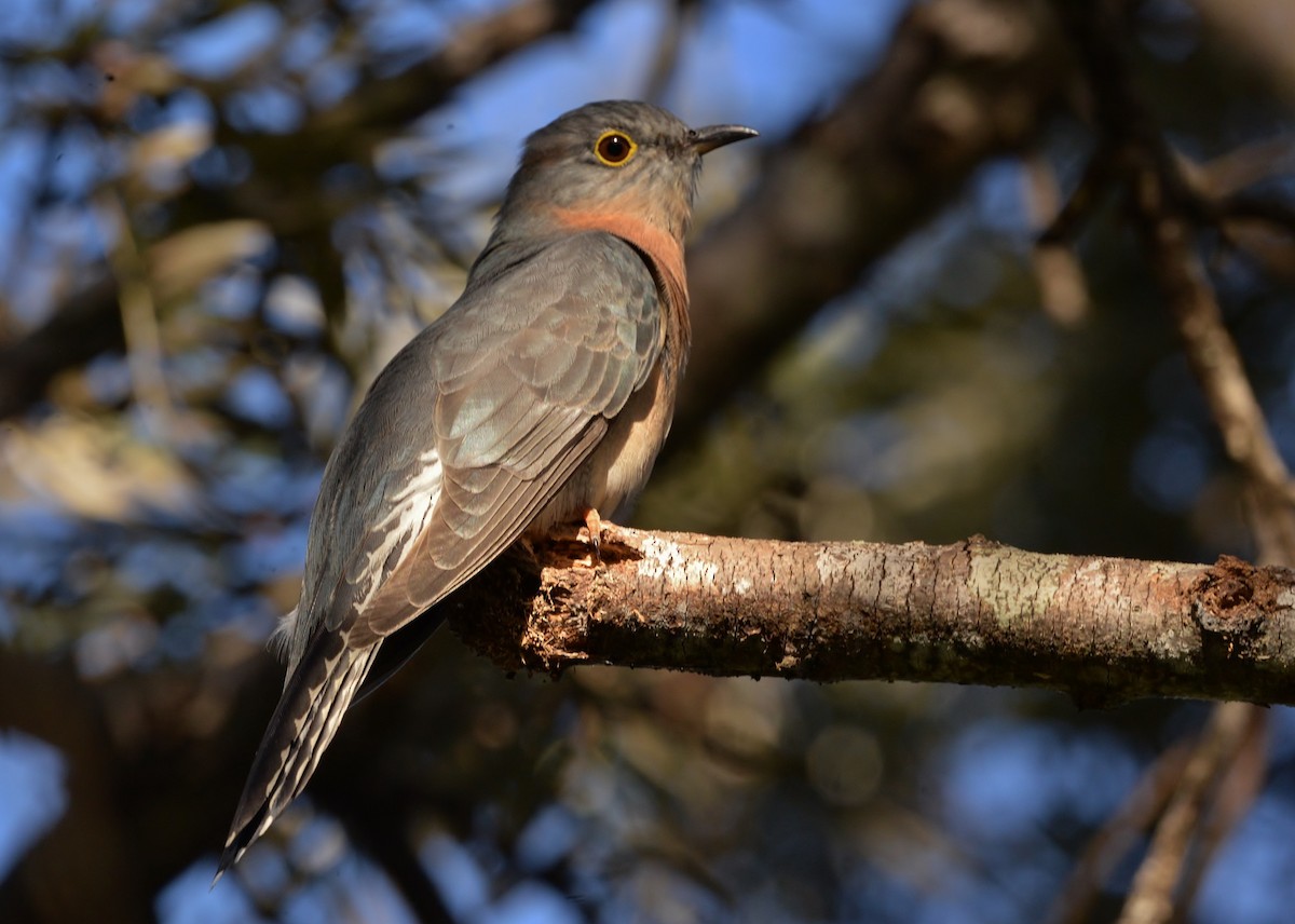 Fan-tailed Cuckoo - ML619433379